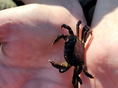 Hemigrapsus nudus