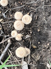 Desarmillaria tabescens