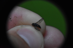 Symphoromyia