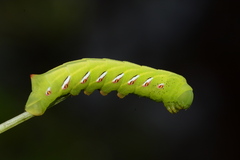 Eumorpha fasciatus