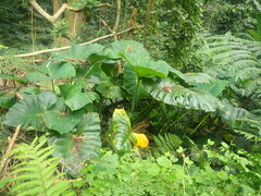 Xanthosoma sagittifolium