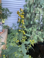 Solidago flexicaulis