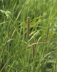 Typha angustifolia