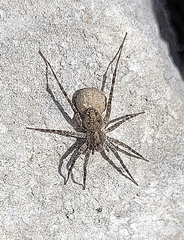 Pardosa mercurialis