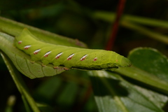 Eumorpha fasciatus