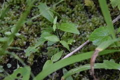 Stellaria borealis