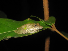 Scinax pedromedinae