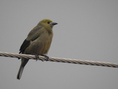 Thraupis palmarum
