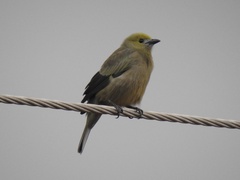 Thraupis palmarum