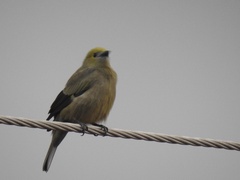 Thraupis palmarum