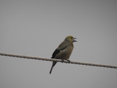 Thraupis palmarum