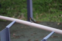Hirundo tahitica
