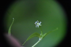 Stellaria borealis