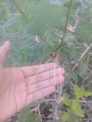 Polistes myersi