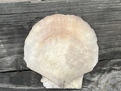 Placopecten magellanicus