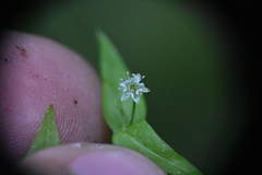 Stellaria borealis
