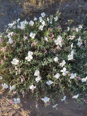 Oenothera pallida