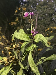 Vernonia gigantea