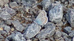 Plebejus