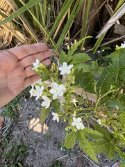 Cnidoscolus stimulosus