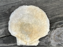 Placopecten magellanicus