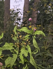 Vernonia gigantea