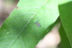 Tetraopes umbonatus