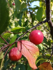 Prunus americana