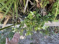 Cnidoscolus stimulosus