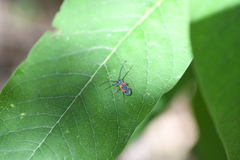 Tetraopes umbonatus