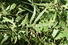 Comptonia peregrina