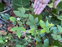 Cnidoscolus stimulosus