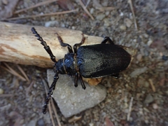 Prionus coriarius