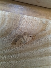 Frederickia flaviterminata