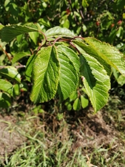 Prunus americana