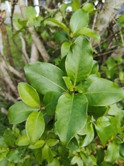 Coprosma robusta