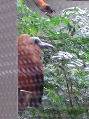 Perissocephalus tricolor