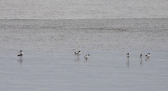 Recurvirostra avosetta