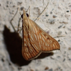 Antigastra catalaunalis