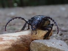 Prionus coriarius