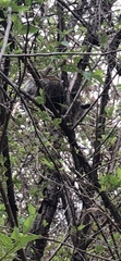 Didelphis virginiana