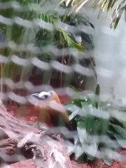 Perissocephalus tricolor