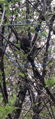 Didelphis virginiana