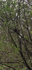 Didelphis virginiana