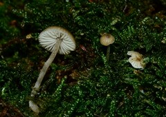 Sagaranella tylicolor