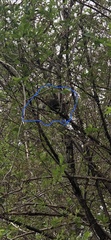 Didelphis virginiana