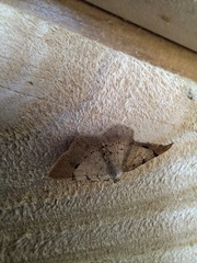 Frederickia flaviterminata