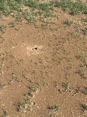 Pogonomyrmex barbatus