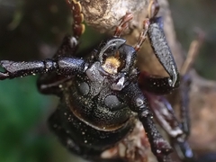 Prionus coriarius