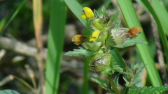 Rhinanthus minor